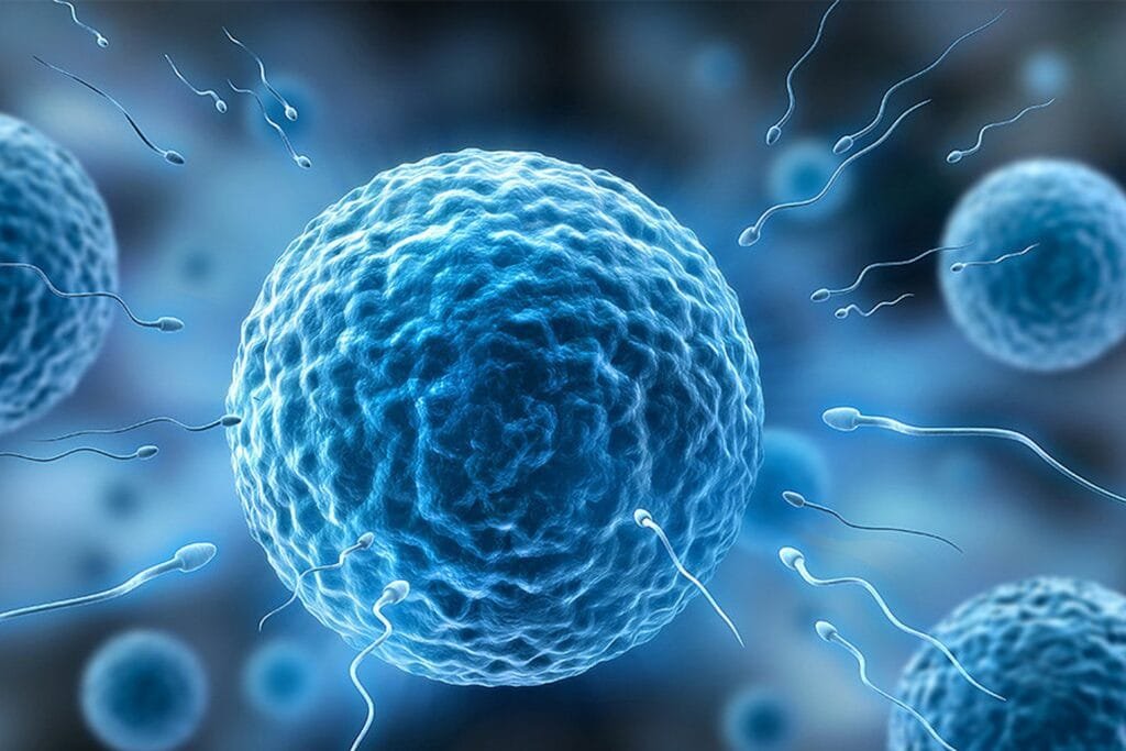 An illustration of sperm cells surrounding an egg cell (ovum).
