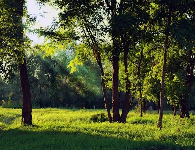 tall trees illuminated by sunlight filtering through the canopy