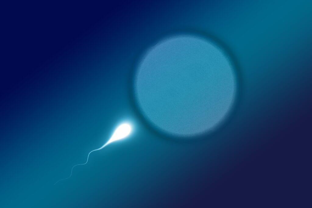 sperm cell