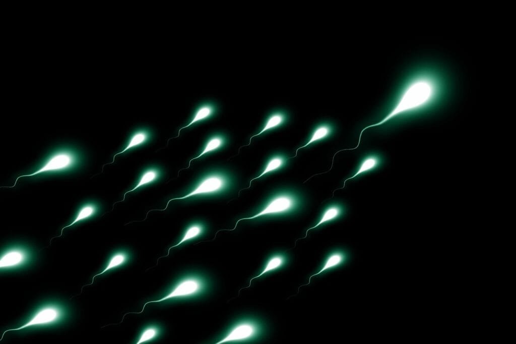 Illustration of sperm cells.