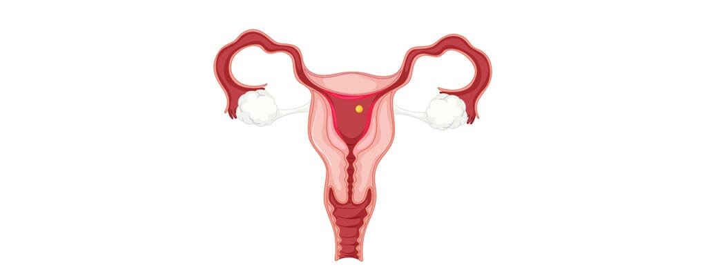 Myths About Ovulation